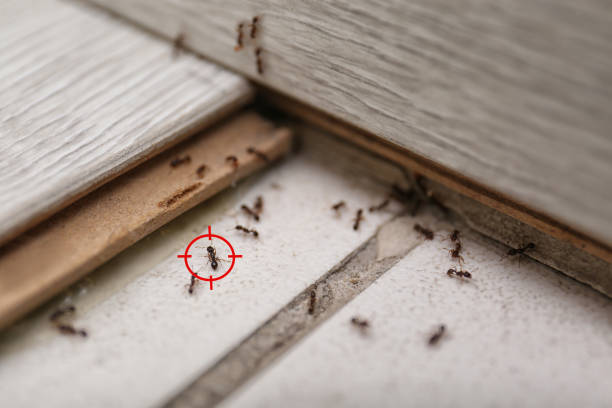 Best Pest Inspection Near Me  in Almont, MI