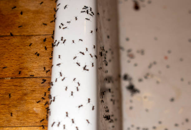 Trusted Almont, MI Pest Control Experts