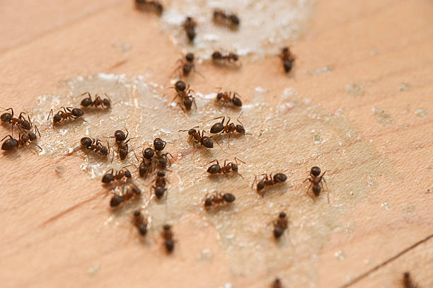 Best Pest Removal Services  in Almont, MI