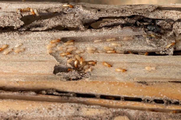 Best Commercial Pest Control Services  in Almont, MI